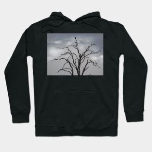 TREES THAT ARE MONKEY PUZZLING...? Hoodie